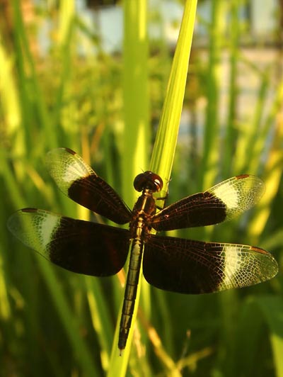 Chen Dacheng’s Photography Chen Dacheng’s Photography